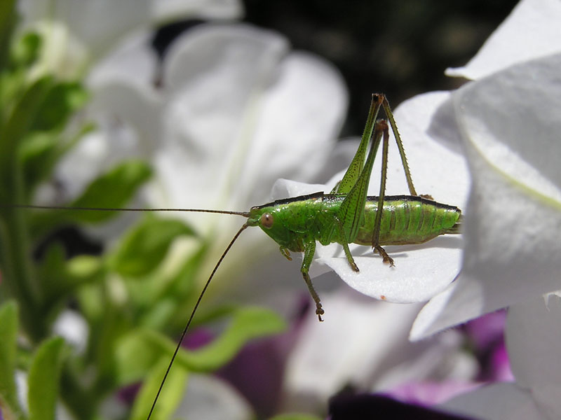 chi sono? Conocephalus discolor (Orthoptera, Conocephalidae)